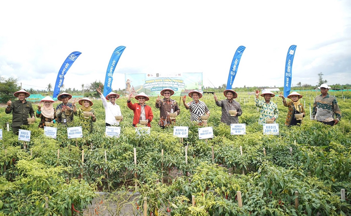 Panen Raya Cabai Pesisir Kalurahan Banaran, Kapanewon Galur, Kabupaten Kulonprogo. (foto : istimewa)